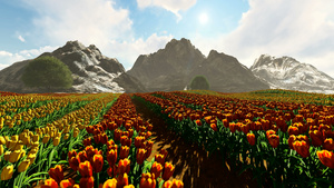 在阳光明媚的春日与山岳一起在种植园农田上花朵开花20秒视频