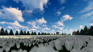 云层在惊人的白色郁金香田上运行24秒视频