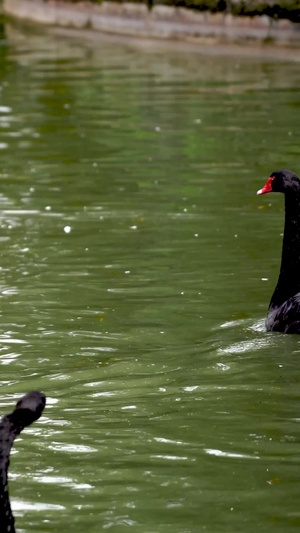 水里成群的黑天鹅野生动物19秒视频