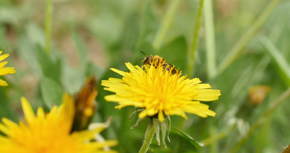 黄色花朵上的蜜蜂 4k视频