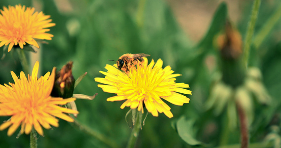 黄色花朵上的蜜蜂 4k视频