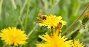 黄色花朵上的蜜蜂23秒视频