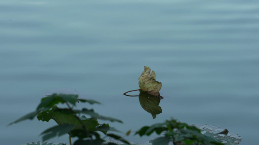 重庆湖水古风禅意自然美背景素材视频