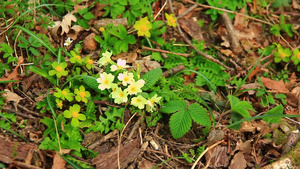 黄色春花12秒视频