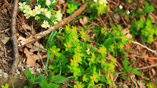 黄色春花视频