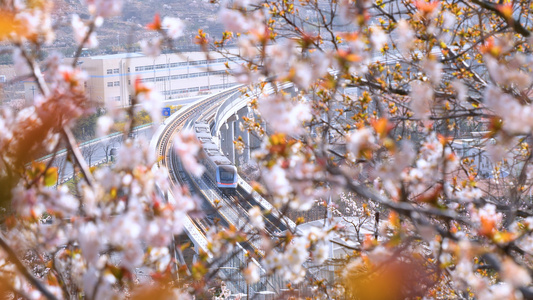 4K樱花树下的列车视频