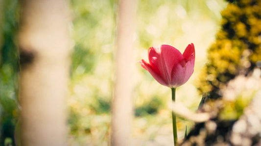 郁金香花朵视频