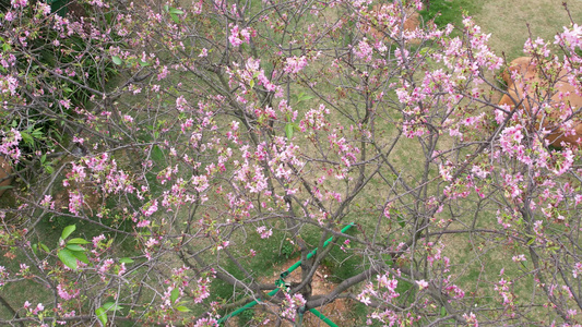 航拍春季盛开的樱花视频