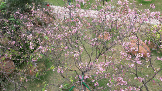 航拍春季盛开的樱花视频