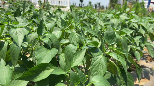 4K实拍农家菜蔬菜青椒视频