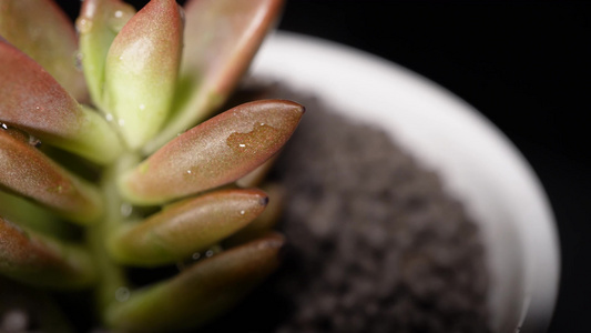 胧月多肉植物盆栽绿植视频