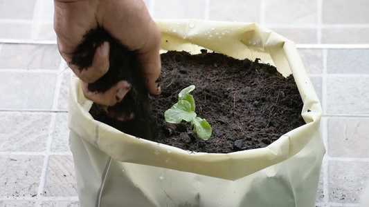 从一个塑料袋中的地面种子中生长出来的瓜苗,手把土壤捡起来,使树上增加的泥土视频