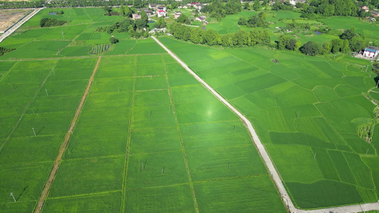 航拍美丽乡村绿色农田农业种植 视频