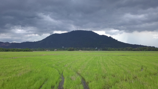 空中飞过绿收获的稻田视频