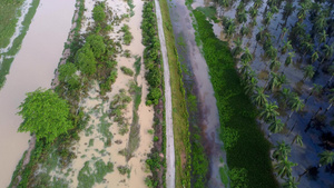 河水流向附近的棕榈油种植场15秒视频