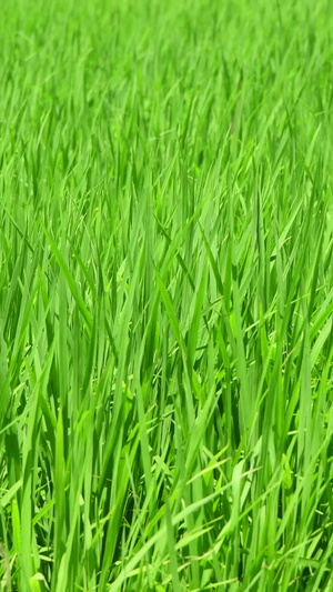 绿油油的稻苗世界粮食日37秒视频