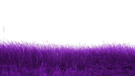 美丽的草地紫色视频