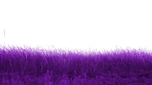美丽的紫色草地16秒视频