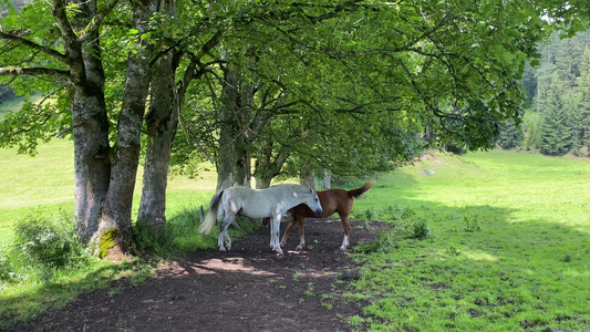 两匹马骑在草原上视频
