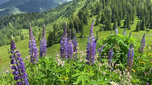 奥斯特里亚Krahbergzinken山附近的夏季风景视频