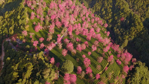 春天大理无量山樱花茶山粉色航拍21秒视频