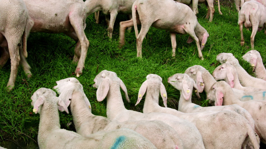 牧草上牧羊群的山羊视频