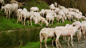 在高山路上吃草的牧场上牧羊羊群23秒视频