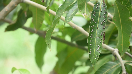 芒果叶上的黑点没有引起任何疾病或卷风的bua芒果叶疾病视频