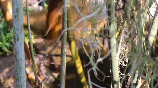 竹子水轮回收利用功率视频
