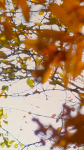 深秋逆光唯美树上的树叶果实视频