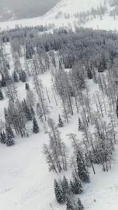 航拍新疆冬季原始森林雪景大气自然风光视频