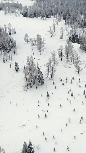 航拍新疆冬季原始森林雪景大气自然风光11秒视频