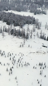 航拍新疆冬季原始森林雪景航拍森林视频