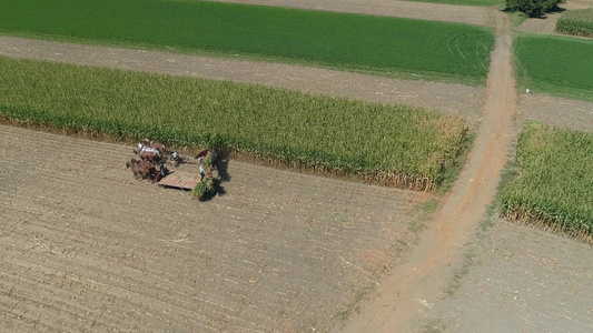 在阳光明媚的秋天 收割玉米作物的阿米什家庭农场视频
