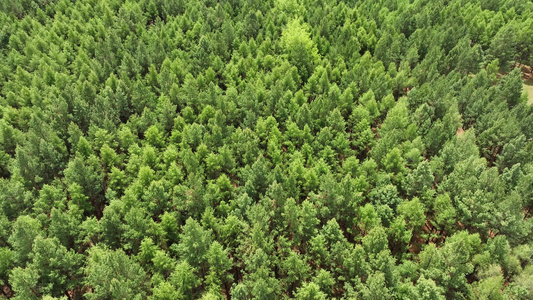 大兴安岭人工更新造林成果视频