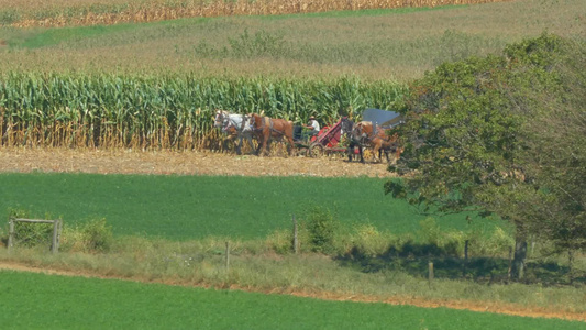 在阳光明媚的秋天收割玉米作物的家庭农场视频
