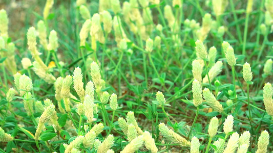草是白花 它在生长 是热带常见的杂草2视频