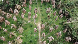 马来西亚鸟瞰干枝油棕树12秒视频