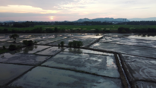 飞过旱洪稻田视频