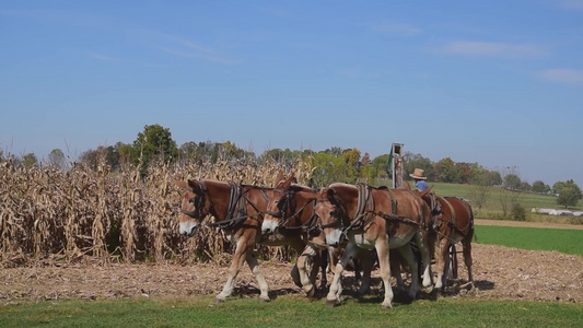 使用3匹马和1辆燃气发电的收割机收获玉米作物视频