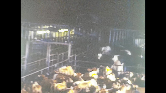 1980年米阿米1980年:奶牛繁殖 3视频