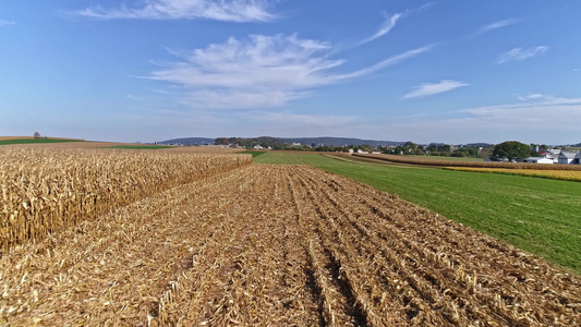 飞越农田和玉米的无人驾驶无人驾驶飞机飞行,准备用蓝天收割视频