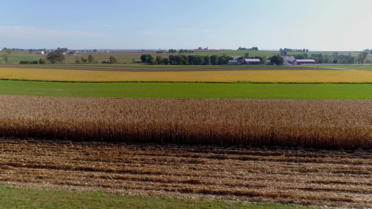 航拍阳光明媚的秋天收割玉米的农场视频