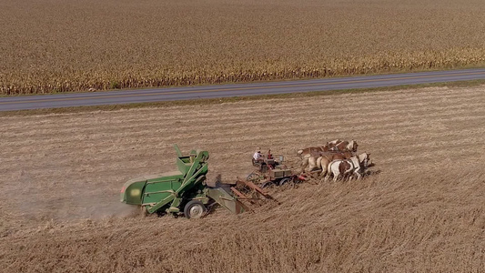 无人机飞越阿米什农民正在收割的农田和麦田视频