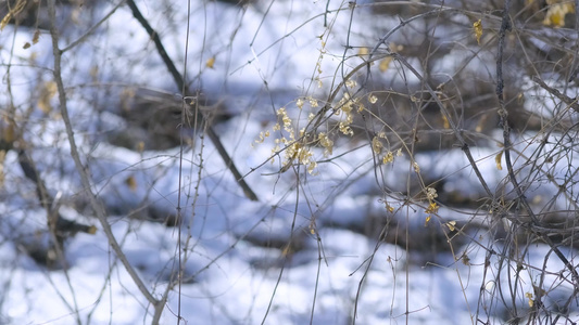 雪后的风景视频