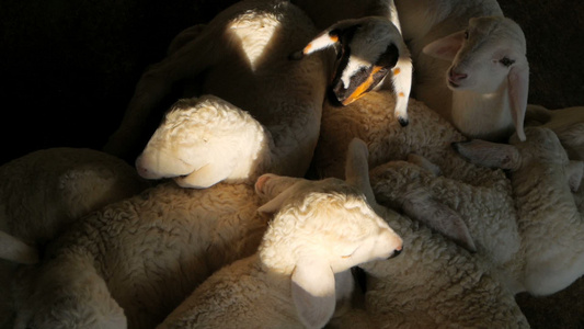 新的小羊在梦中睡着和颤抖视频