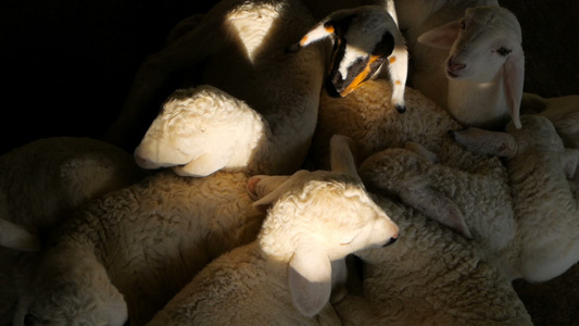 新的小羊在梦中睡着和颤抖视频