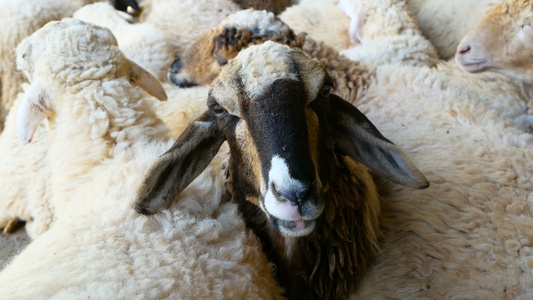 羊群的绵羊,在牧羊场上等待着轮到他剪羊毛视频