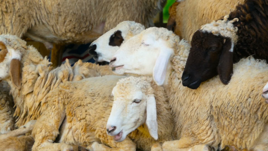 在阳光明媚的一天,一群绵羊躺在树荫下视频
