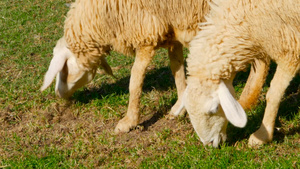 两只羊在草原上吃草15秒视频